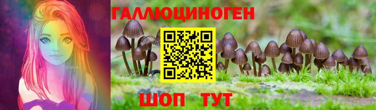 Галлюциногенные грибы Psilocybe Череповец